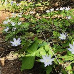 松川温泉　峡雲荘 - 松川温泉近くのキクザキイチゲ白花