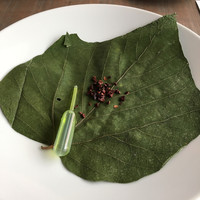 RiVi - 葉っぱにカカオ豆のダイスとオイル