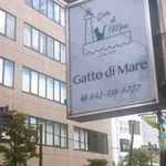 Gatto di Mare - 