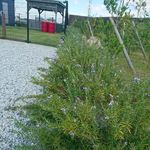 ステーキハウス 秀 - ガーデンの風景　2019.9