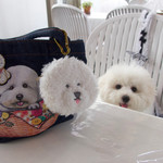 エビスエスクラッシコ - 数々のプレゼント