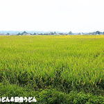 粉麦 - 田んぼのなかをトコトコ