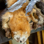 かたつむり - 2019.9 貂（テン）の皮と蝮（マムシ）の皮