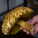 かたつむり - 2019.9 アカヤマドリ