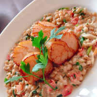 CICADA - ホタテのロースト、ファロと舞茸のクリームリゾット