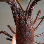 M's Rou - 料理写真:伊勢海老。3営業日前予約、2尾から承っております