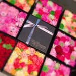 Nicolai Bergmann NOMU - 