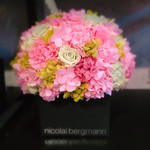 Nicolai Bergmann NOMU - 