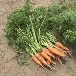 ごくらく亭 - 自家製産直野菜✨サラダ・ねぎ・野菜はほぼ自家製です