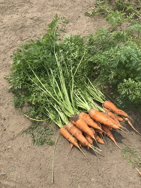 ごくらく亭 - 苦竹（焼肉）の写真