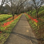 自慢亭 - 5分程、東に歩くとつつじヶ岡公園に。
      彼岸花満開です。
