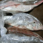 角上魚類 - 真鯛(300円)&ホウボウ(250円)