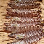 鮨 さかい - (21)車海老(福岡県志賀島産)
      産卵期は初夏～初秋、旬は初夏～初秋。