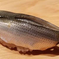 鮨 さかい - (16)小鰭(熊本県天草産)
                    産卵期は春。小鰭の旬は夏、寿命3年。
                    塩振りと〆具合は旨みと香りのバランスが取れていて好きです。
                    魚の成長度合いによって塩振り量が変わる熟練の技が必要なネタですね。