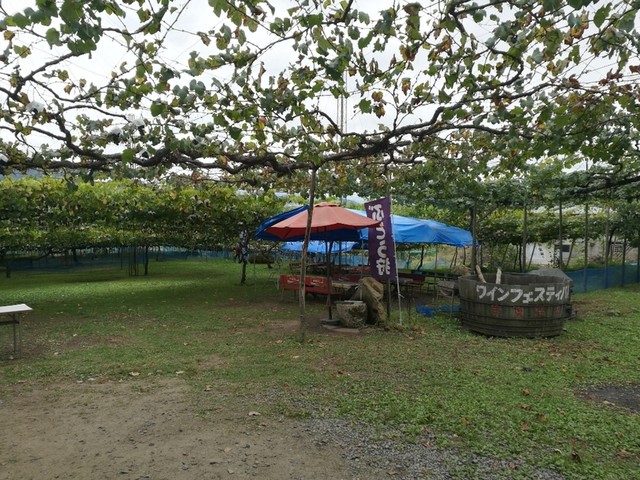 須藤ぶどう酒（スドウブドウシュ） - 南陽市役所（その他）の写真