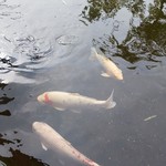 ホテル龍城苑 - ホテル庭園 池の鯉