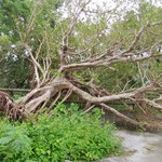 そば家　なかもと - 倒木