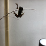 寿し善 - レジ裏の窓に蛙さんが