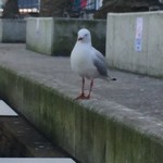 Peter's Sydney Fish Market - 