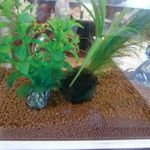 喫茶まりも 新丸子店 - 