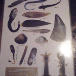 旅館阿久根 - 有明海の魚介類