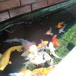 喫茶まりも 新丸子店 - 