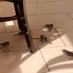 Babos Dönerpoint - 落としたハルーミにたかるスズメ♪