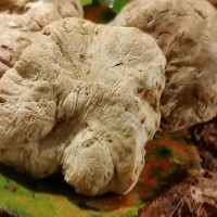 西麻布トップクラスの白トリュフ！