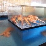 柏 甲羅本店 - 水槽のかにさん