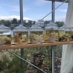 noma - 菜園内に・・・