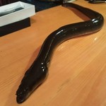 うなぎ屋酒坊・画荘 越後屋 - 