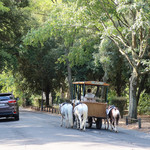 Caffe di Noto - ・・子供専用の遊覧馬車