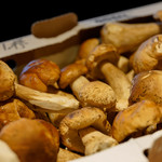 長谷川 稔 - ポルチーニ