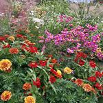 そば処 つる岡 - 