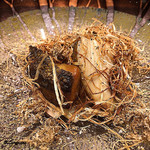 丸新 - 鮑のｺﾝﾌｨ ﾄﾘｭﾌ掛け