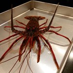 禅紫 - 元気のいい伊勢海老