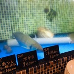 チロンボ・マリーナ - 