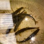 柚木元 - 子持ち鮎