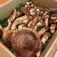 柚木元 - 松茸！