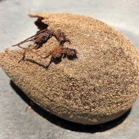 ル スプートニク - 