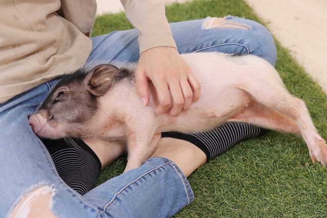 ミニブタ（ポットベリー・ピッグ ）頭骨（大）オス ★ NO.3 potbelly （ポットベリー） - 三宮（神戸新交通）/その他 | 食べログ