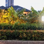 Issaya Siamese Club - 