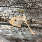 小魚料理 とみ助 - ノドグロのノドグロ