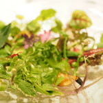 レフェルヴェソンス - 