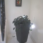 レストラン オオツ - 1F入口付近