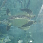 居魚屋　網元 - 生簀に泳ぐウミガメ