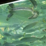 居魚屋　網元 - 普通ありえない生簀