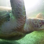 居魚屋　網元 - 目の前を優雅に泳ぐカメ