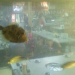 居魚屋　網元 - 海の中の居酒屋