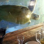 居魚屋　網元 - カメに癒される空間